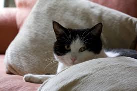 It can be very confusing for a cat guarian when the cat faithfully uses the box for. Signs Of Illness In Cats The Conscious Cat