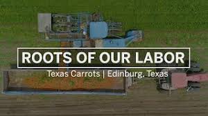 At first, it grows a rosette of leaves while building up the enlarged taproot. Roots Of Our Labor Texas Carrots Youtube