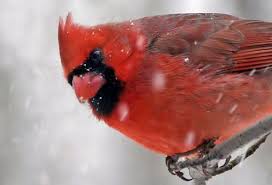Black And Red Cardinal I Read In Cardinalpolitan That Red Is The New Black Red Bird Feathers Birds