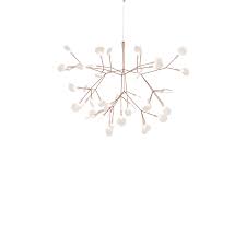 Image result for Heracleum