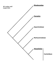 Image result for Lophiocarpaceae