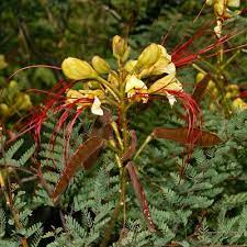 Caesalpinia Gilliesii Yellow Bird Of Paradise Saw This Small Tree Shrub At Denver Botanic And Just Paradise Flowers Arizona Wildflowers Birds Of Paradise