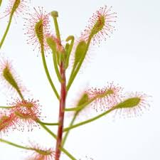 Image result for Drosera pilosa