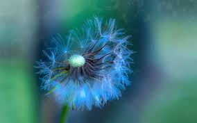 ✅ tante immagini, frasi e foto raccolte per te, vedile subito e condividi le più belle! Scarica Sfondi Dente Di Leone 4k Fiore Soffice Bokeh Bellissimi Fiori Fiori Bianchi Per Desktop Libero Immagini Sfondo Del Desktop Libero