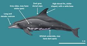 Image result for Stenostelma capense