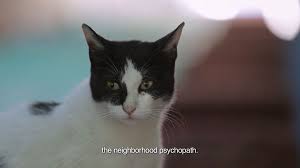 Kedi Is Not Just A Documentary For Cat People And Your Neighborhood Crazy Cat Lady It S For Everyone Who Has A S Funny Animal Memes Funny Animals Animal Memes
