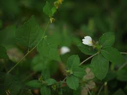 Image result for Blepharis maderaspatensis