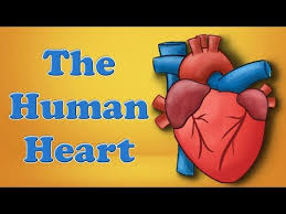 108 The Human Heart Aumsum Kids Science Education Children Youtube Heart For Kids Human Heart Heart And Lungs