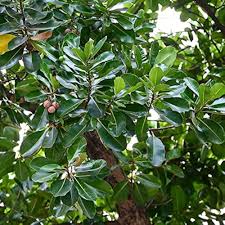 Image result for Calophyllum