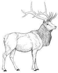 Deer and elk coloring pages. Elk Coloring Pages Dibujo Para Imprimir Dibujo Para Imprimir