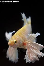 Itulah mengapa ia dinamakan big ear atau dumbo. Telinga Gajah Betta Fish Betta Fish Pet