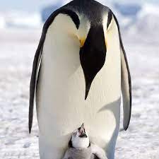 Happy Feet My Littlest One S Favorite Movie Her Egg Was Dropped By The Doctor She Is My Little Super Pengu Penguins Cute Animals Penguin Species