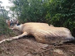 Palung mariana bisa di bilang adalah lubang di dalam lautan yang paling dalam dari seluruh lubang di bumi ini. Saintis Bingung Bangkai Ikan Paus Dijumpai Dalam Hutan Amazon Jauh Dari Laut Dunia Mstar