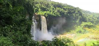 Image result for Acacia rovumae