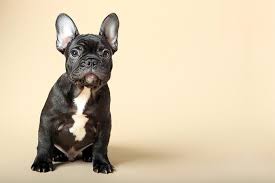 It is easy to pronounce, easy on a dog´s ear, and sound expensive. French Bulldog Dog Breed Information Pictures Characteristics Facts Dogtime