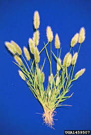 Image result for Polypogon