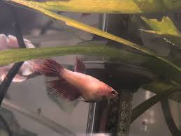 Then this video is going to help you understand all the reasons it could be happening and what to do! Why Is Your Betta Fish Having A Bloated Belly Tips Fixes