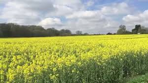 Rapeseed Oil Youtube