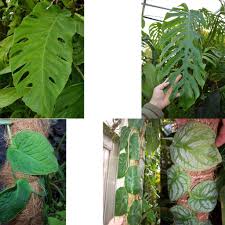 Image result for Dewevrella