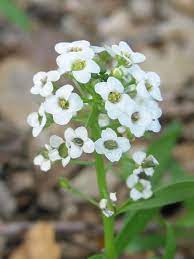 Sweet Alyssum Alyssum Flowers Alyssum Pollinator Plants