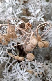 Image result for Cineraria pinnata