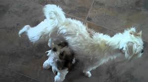Jack tzu puppies ( shih tzu cross jack russell) winsford, cheshire west and chester. Khloe Jack Russel Mix With Shih Tzu Jack Shiht Kacey Kaderly Blog
