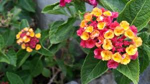 Annuals are plants which develop from seed, flower, and die in one growing season. Top Five Texas Natives For Easy Container Gardening Tlm