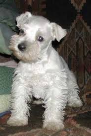 Black And White Mini Schnauzer Puppies Miniature Toy And Teacup Schnauzer Colors Schnauzer Puppy Schnauzer Mini Schnauzer