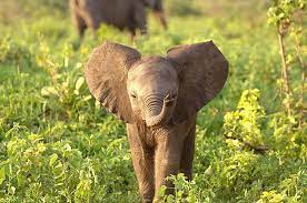Maybe you would like to learn more about one of these? Elephants The World S Friendliest Giants