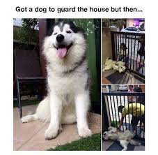 Pin On Cute Animals