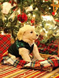 25 Fun Christmas Decorating Ideas For Pet Lovers Christmas Puppy Golden Retriever Puppy Retriever Puppy