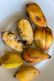 Image result for Ozoroa homblei