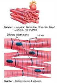 Jaringan pada hewan terdiri atas jaringan epitelium, jaringan otot, jaringan saraaf, dan jaringan penyokong.untuk mengetahui jaringan epitel berfungsi sebagai pelindung jaringan di bawahnya. 3 Jenis Otot Fungsi Struktur Tipe Cara Kerja Kelainan