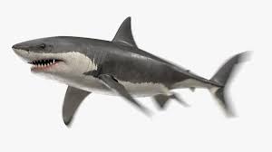 Shark week is amazing & we have, fun facts for students: Weisser Hai Animiert 3d Modell Turbosquid 1606961