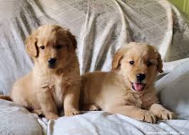 Golden retriever · albany, ny. Golden Retriever Puppies For Sale In Canajoharie New York Want Ad Digest