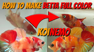 Betta Care How To Make Betta Full Color Or Betta Mutation Youtube