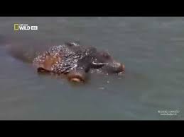 Katil Kopek Baligi Dev Timsaha Karsi 3gp Mp4 Mp3 Flv Indir