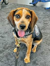 Creator of Popular “Disneyland for Dogs” Charged With Animal Cruelty After  Pet Deaths · Kinship