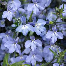 Image result for Lobelia erinus