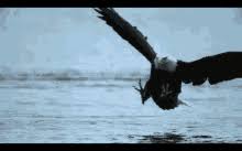 Find funny gifs, cute gifs, reaction gifs and more. Eagle Gifs Tenor
