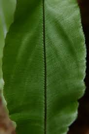 Image result for Oleandra