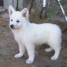 White german shepherd puppies for sale near me. White German Shepherd Puppies 9 German Shepherd Puppies White German Shepherd Puppies White German Shepherd
