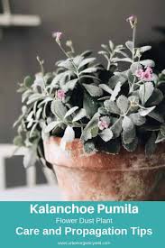 Flower Dust Plant Kalanchoe Pumila Types Of Succulents Plants Succulents