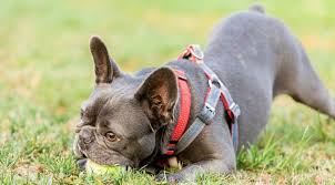 Best Harnesses For Small Dogs 2019 Ratings Reviews