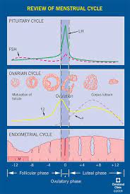 Extensive donor background checks & medical screenings. Female Reproductive System Structure Function