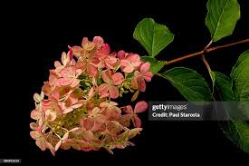 Image result for hydrangea paniculata vanille fraise