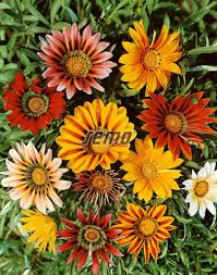 Image result for foto Gazánie