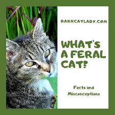 ← asbo for rocky the fiesty cat street fighter. What S A Feral Cat Facts And Misconceptions The Barn Cat Lady