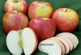 Jonagolds are good for making pies, eating as a snack or taking in god's beauty. Jonagold Apple Dave Wilson Nursery