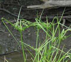 Image result for Cyperus tenax